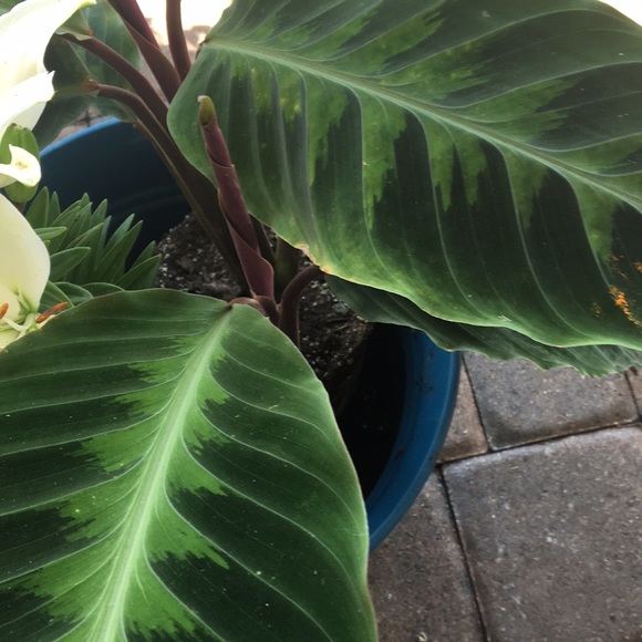 Meet your Posher, Andy - Picture 5 of 8